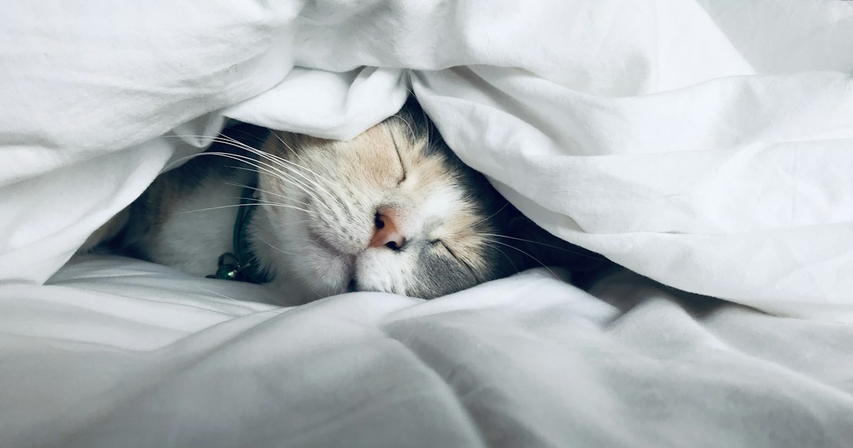 Phosphatidylserine and Sleep