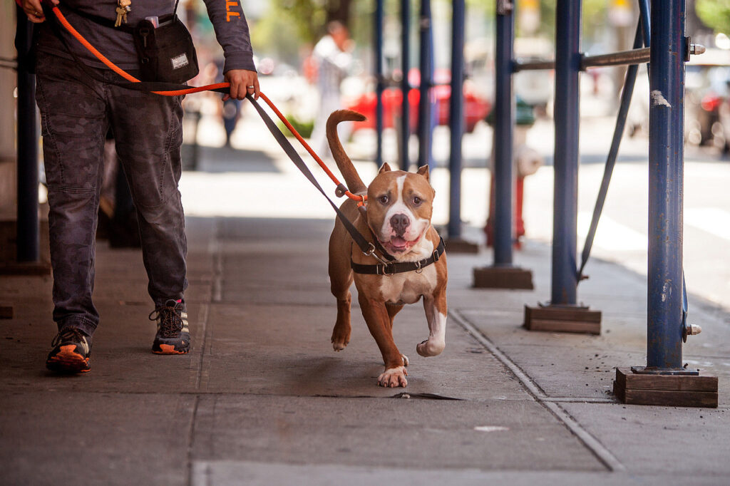 Servicio de rescate de animales Best Friends Lifesaving Center cerca de mi