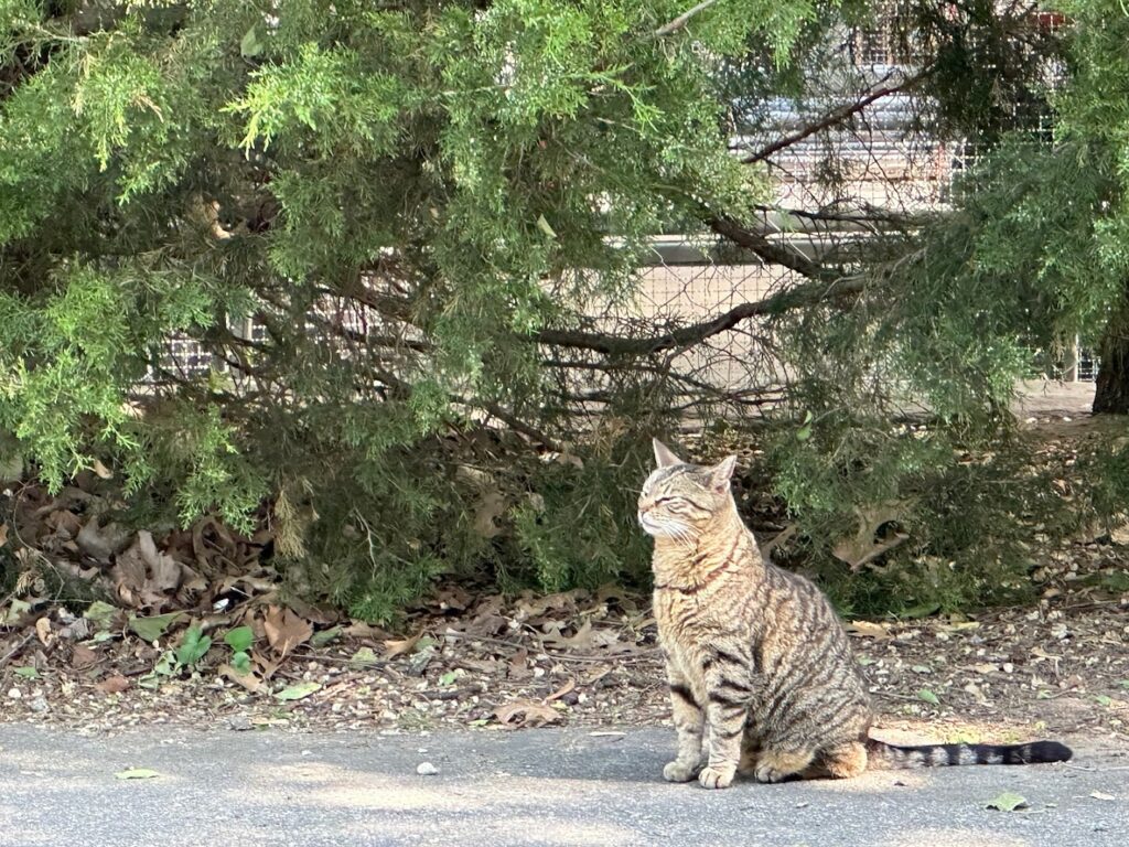 Servicio de adopción de mascotas Colonia Felina cerca de mi