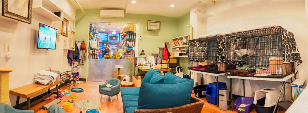 Cat cafe Good Home Pet Adoptions cerca de mi