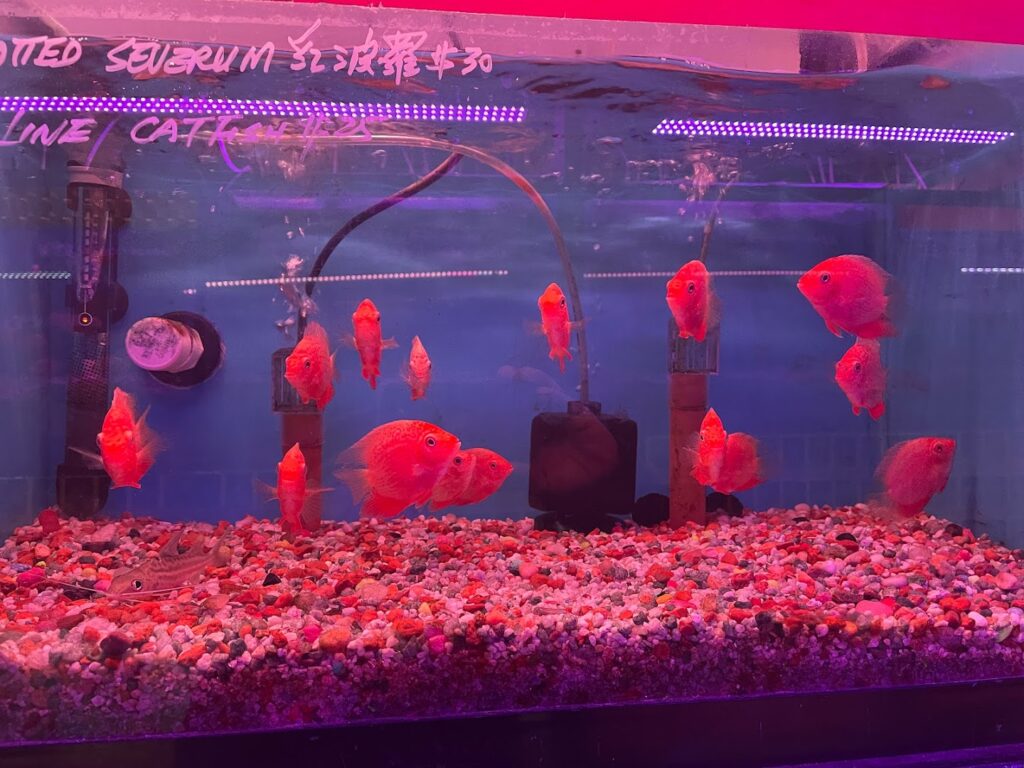 Tienda de peces tropicales Kissena Aquarium Inc cerca de mi