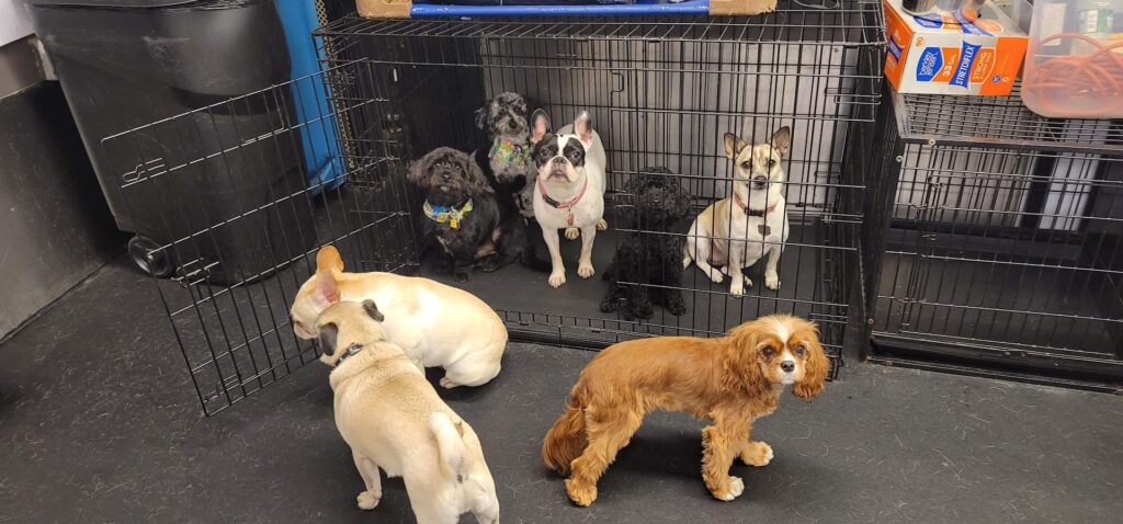 Guardería canina Playground Pups cerca de mi