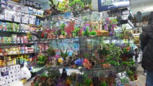 Aquarium shop Amazing Aquarium near me