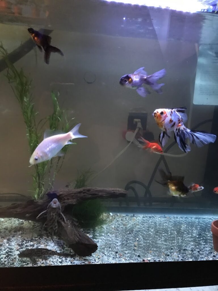 Pet store Aqua Star Pet near me