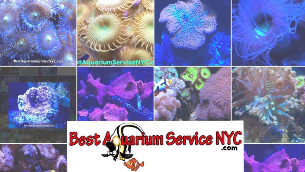 Aquarium shop Best Aquarium Service NYC, Inc. near me