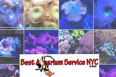 Aquarium shop Best Aquarium Service NYC, Inc. near me