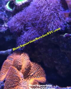 Aquarium shop Best Aquarium Service NYC, Inc. near me