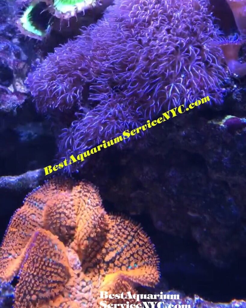 Aquarium shop Best Aquarium Service NYC, Inc. near me