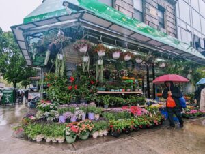 Plant nursery Dahing Plants near me