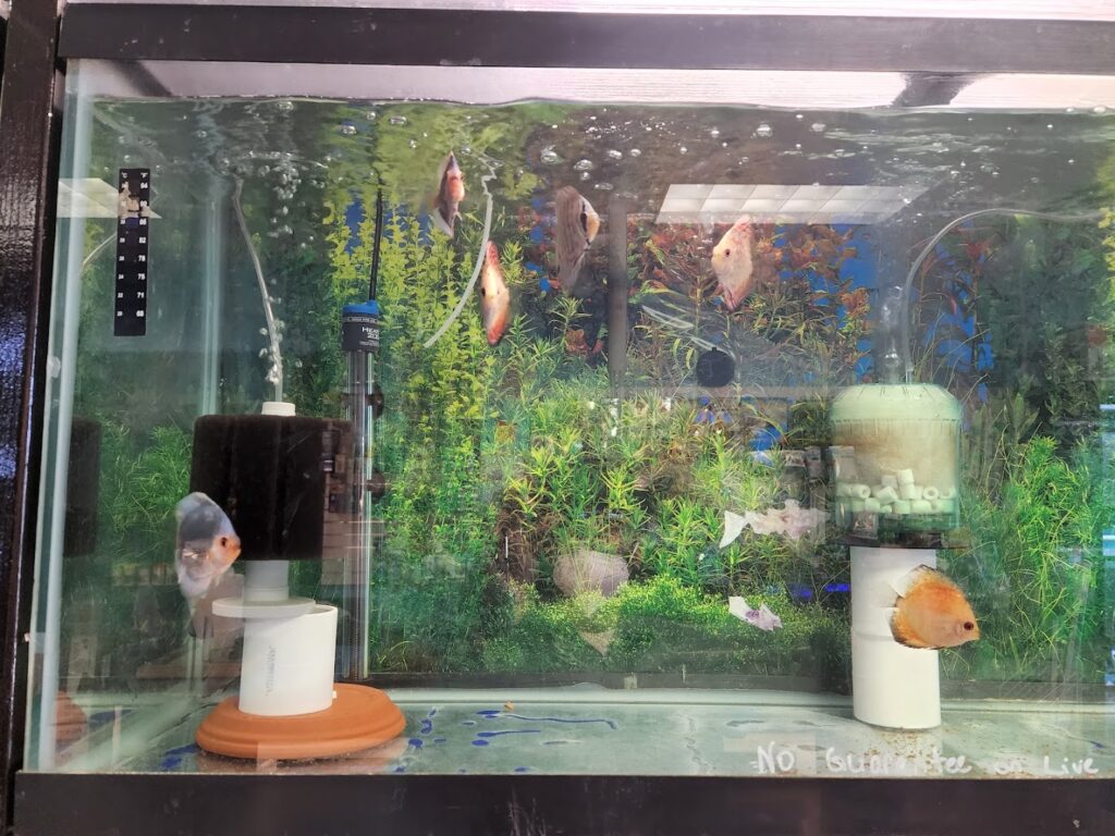 Aquarium shop FISH ADDICTS NYC near me