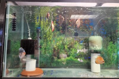 Aquarium shop FISH ADDICTS NYC near me