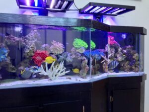 Aquarium shop Father Natures Aquarium Services near me