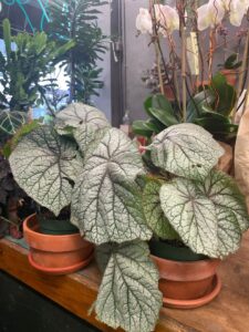 Plant nursery Foliage Garden near me