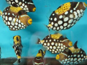 Tropical fish store KHC Aquarium near me