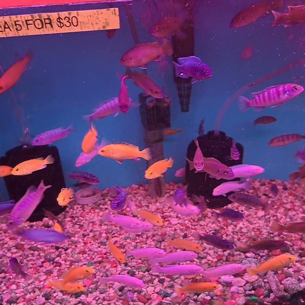 Tropical fish store Kissena Aquarium Inc near me