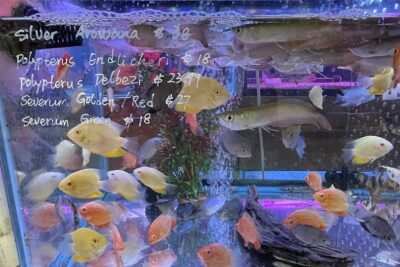 Pet store New Lucky Fish Aquarium & Pet Supply near me