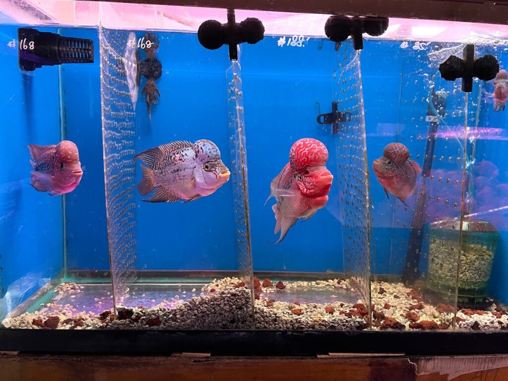 Pet store New Lucky Fish Aquarium & Pet Supply near me