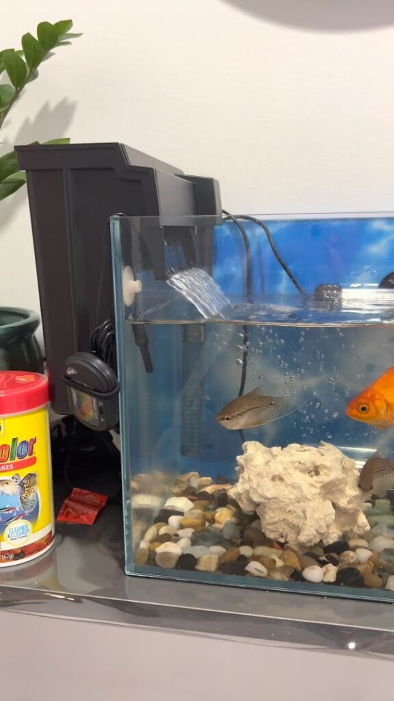 Pet store New Lucky Fish Aquarium & Pet Supply near me