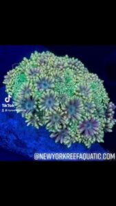 Tropical fish store New York Reef Aquatic near me