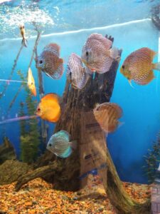 Pet store Paradise Aquarium near me