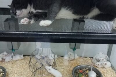 Pet Shop Pet City near me