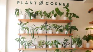 Plant nursery Plant Corner near me