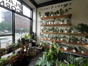 Plant nursery Plant Corner near me