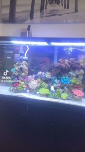 Aquarium shop Reef Ryders Aquarium Service And Maintenance near me