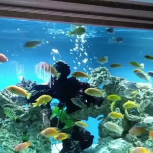 Aquarium shop Reef Ryders Aquarium Service And Maintenance near me