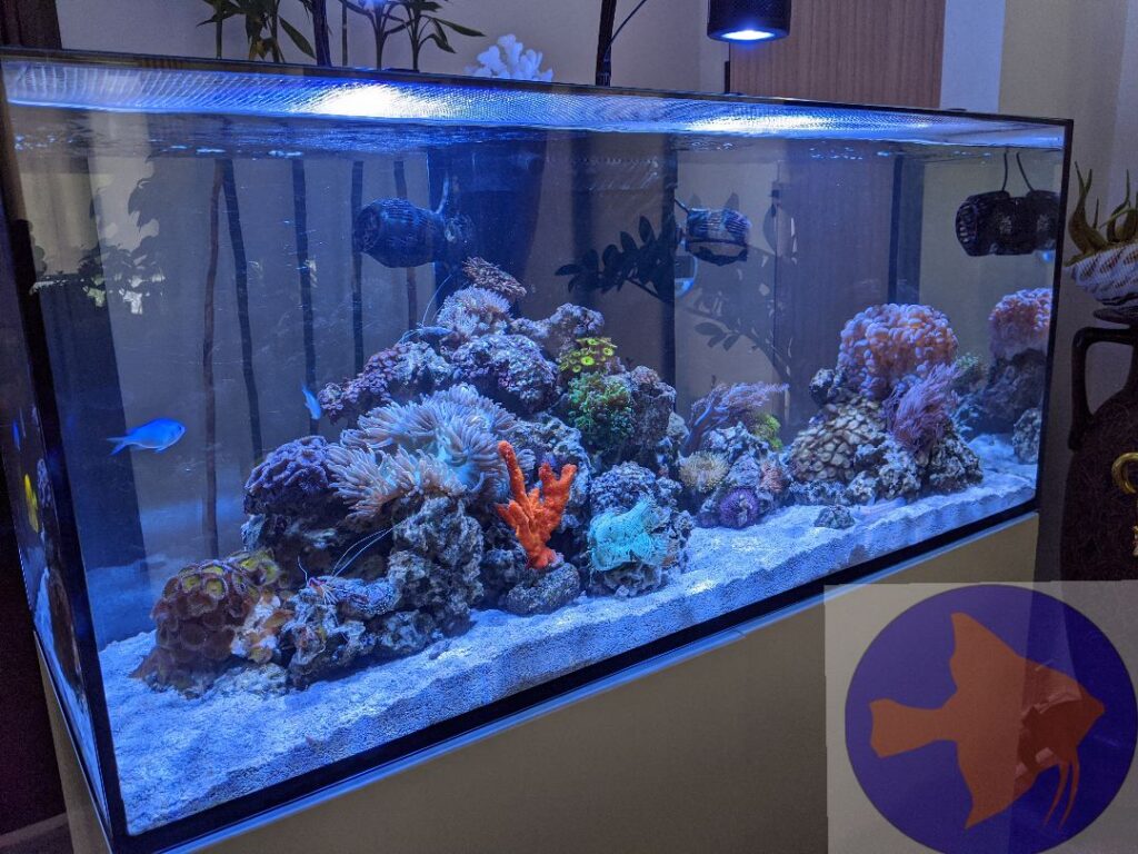 Aquarium shop Reef Ryders Aquarium Service and Maintenance near me