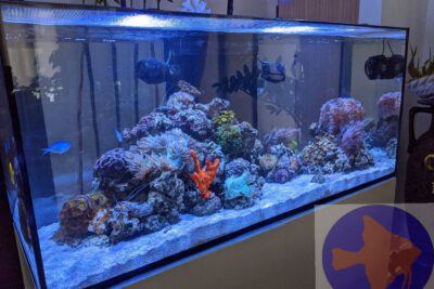 Aquarium shop Reef Ryders Aquarium Service and Maintenance near me