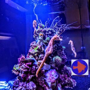 Aquarium shop Reef Ryders Aquarium Service and Maintenance near me