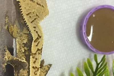 Reptile store stuck on exotics near me