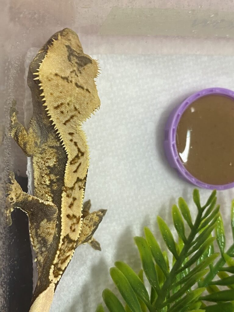 Reptile store stuck on exotics near me