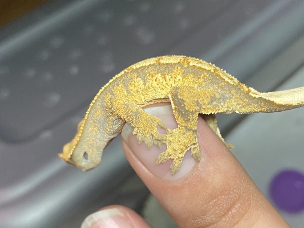 Reptile store stuck on exotics near me